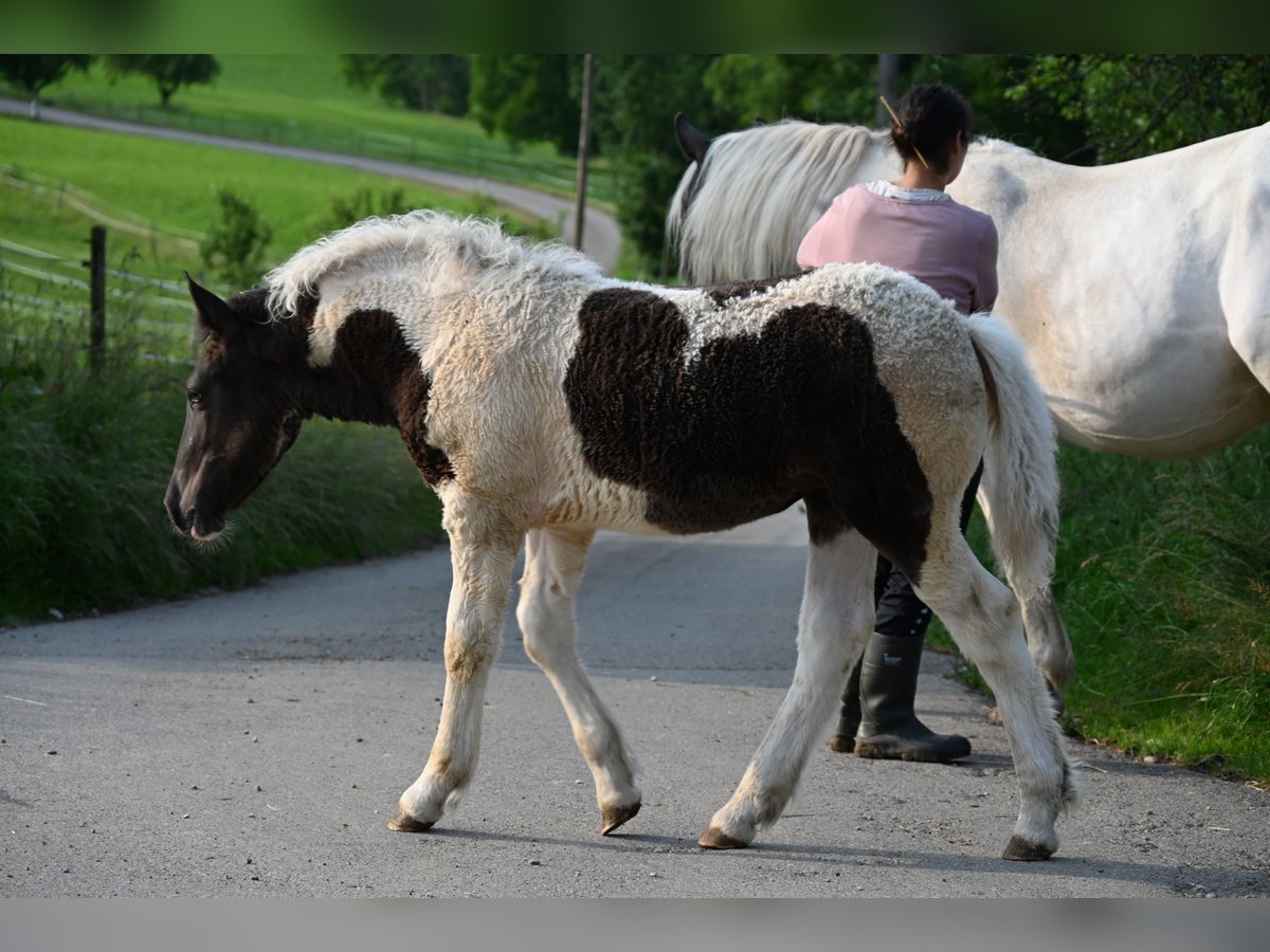 Noriker Mare 1 year Tobiano-all-colors in Klettgau