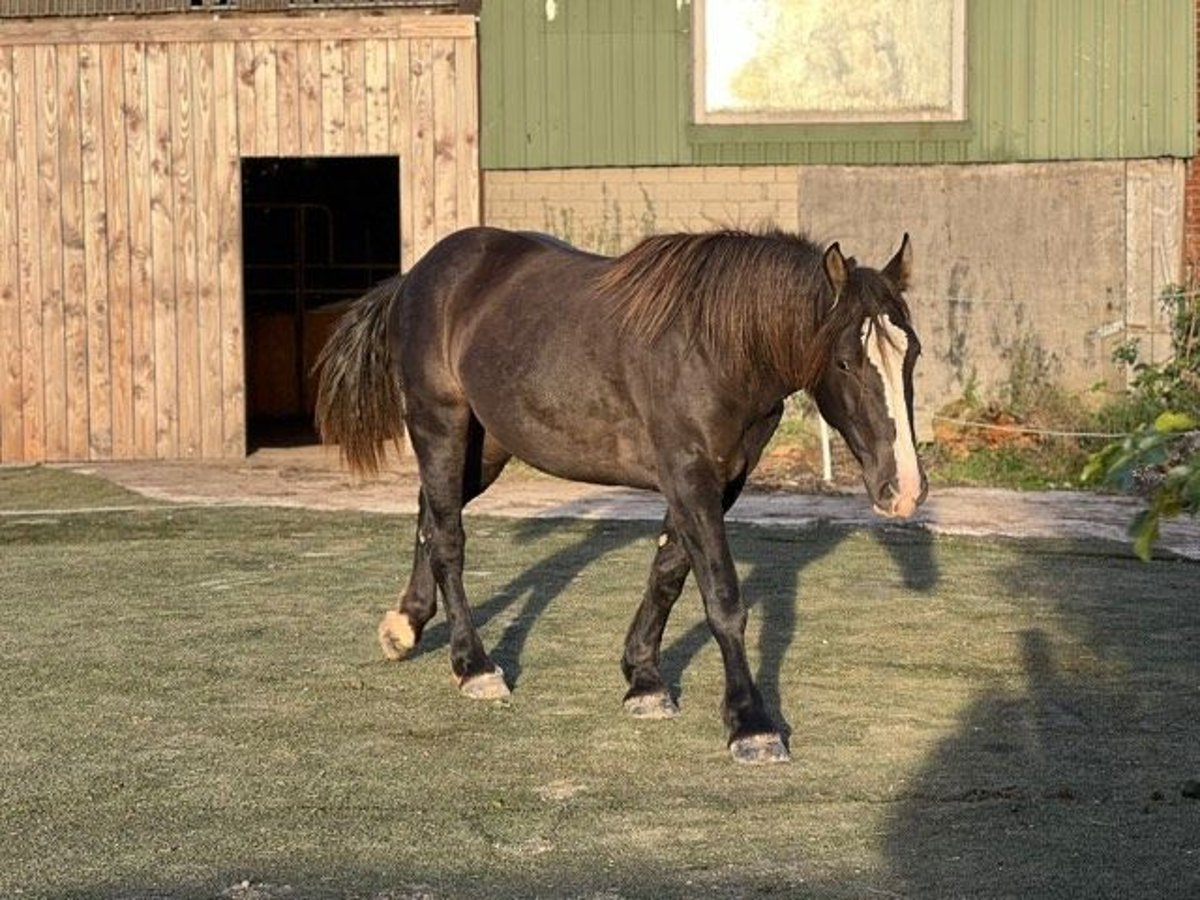 Noriker Mare 2 years 15,2 hh Smoky-Black in Hamburg