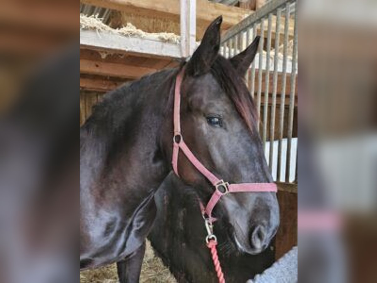 Noriker Mare 2 years Black in Küßnach