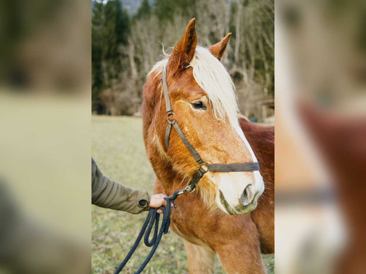 Noriker Mare 2 years Chestnut-Red in Hermagor