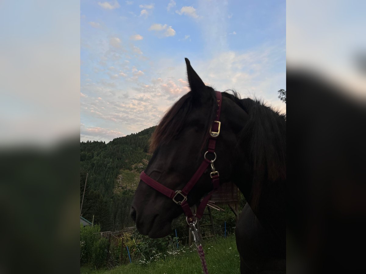 Noriker Mare 3 years 15,2 hh Black in St Veit an der Glan