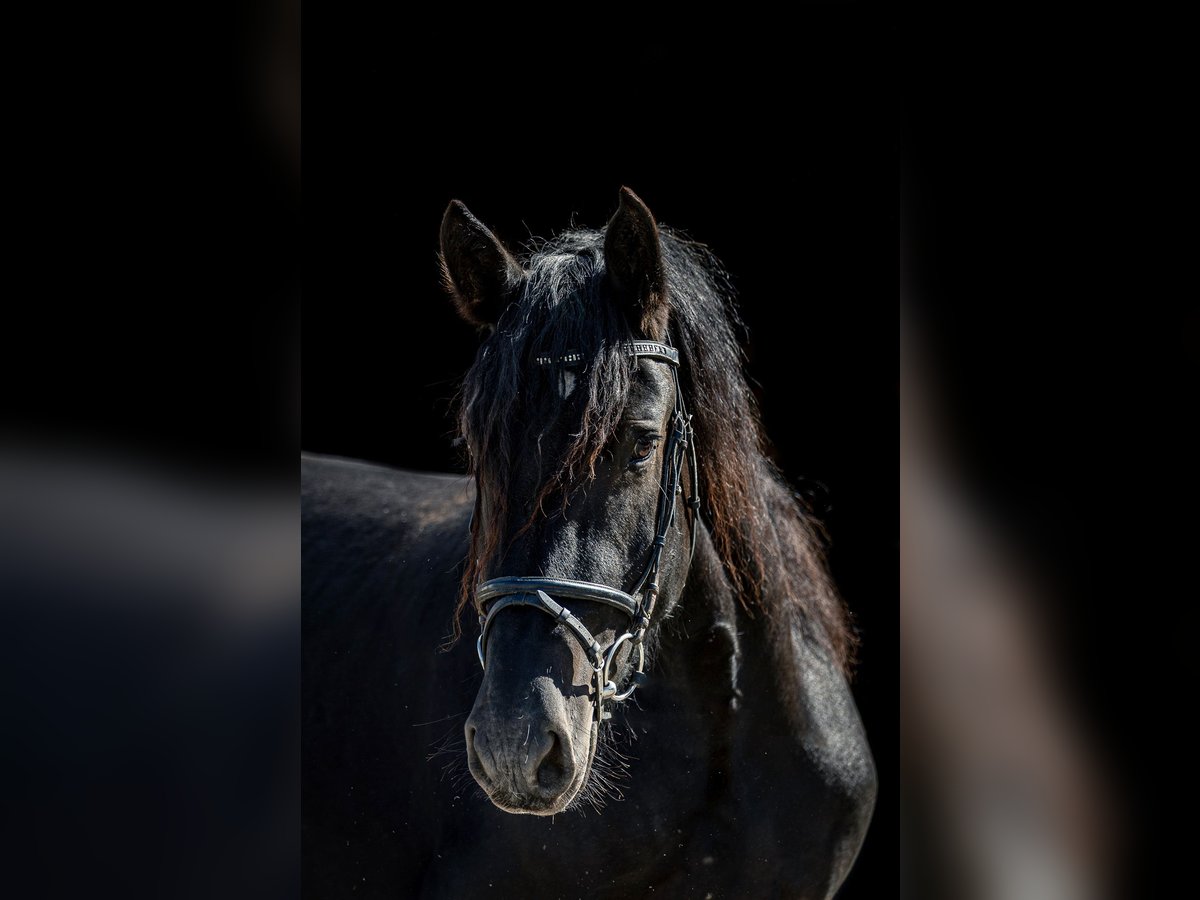 Noriker Mare 3 years 15,2 hh Black in Kraiburg am Inn