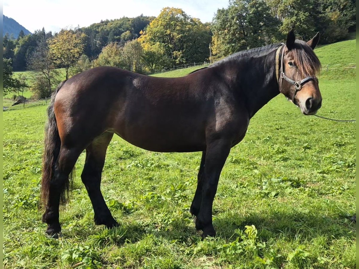 Noriker Mare 3 years 15,2 hh Brown in H&#xFC;ttschlag