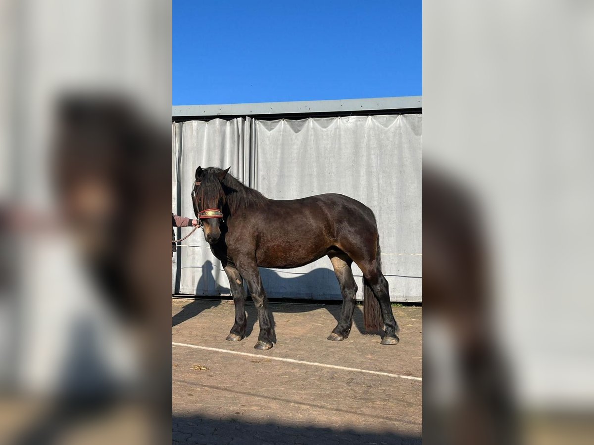 Noriker Mare 4 years 16 hh Brown in Daleiden