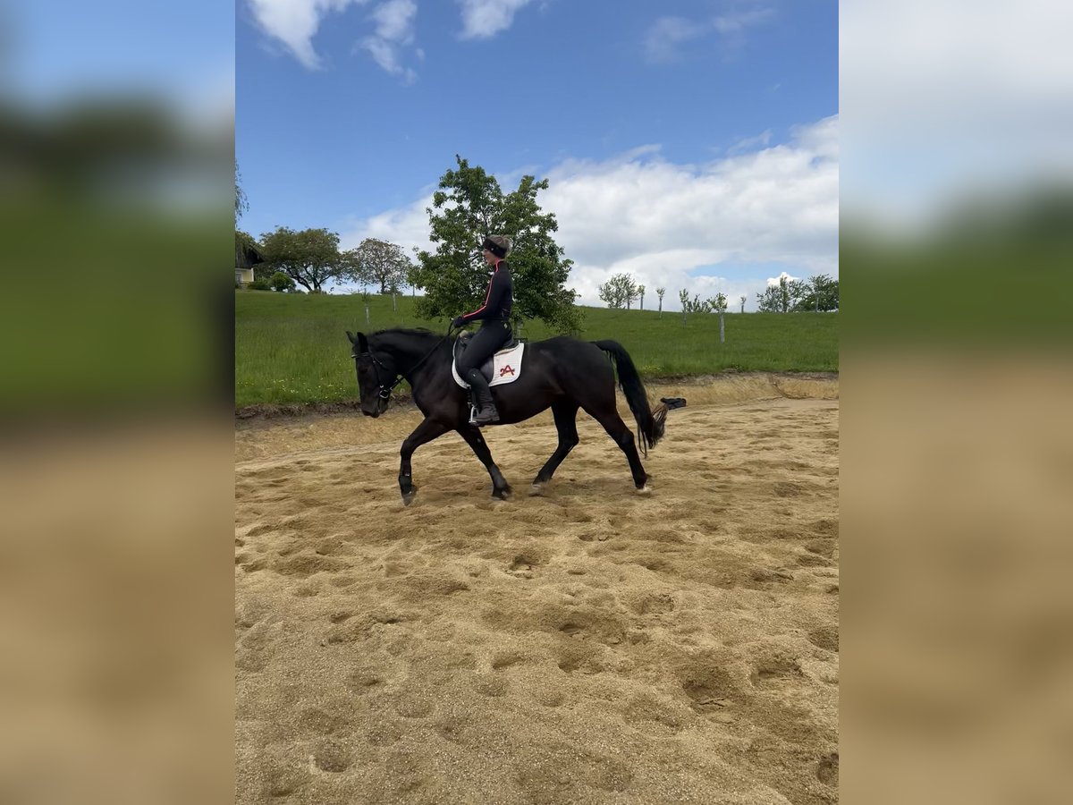 Noriker Mare 4 years 16,1 hh Black in Obertrum am See