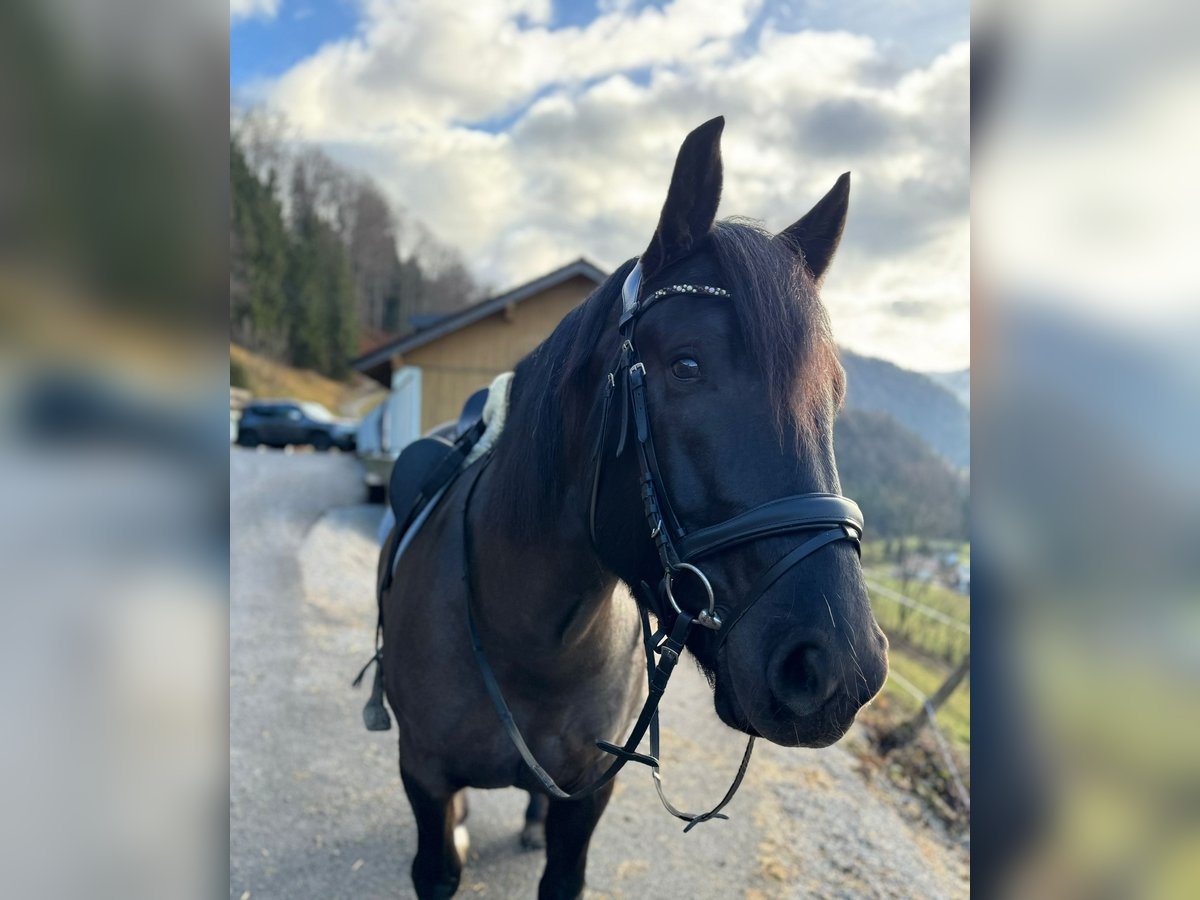 Noriker Mare 5 years 15,2 hh Black in Peine