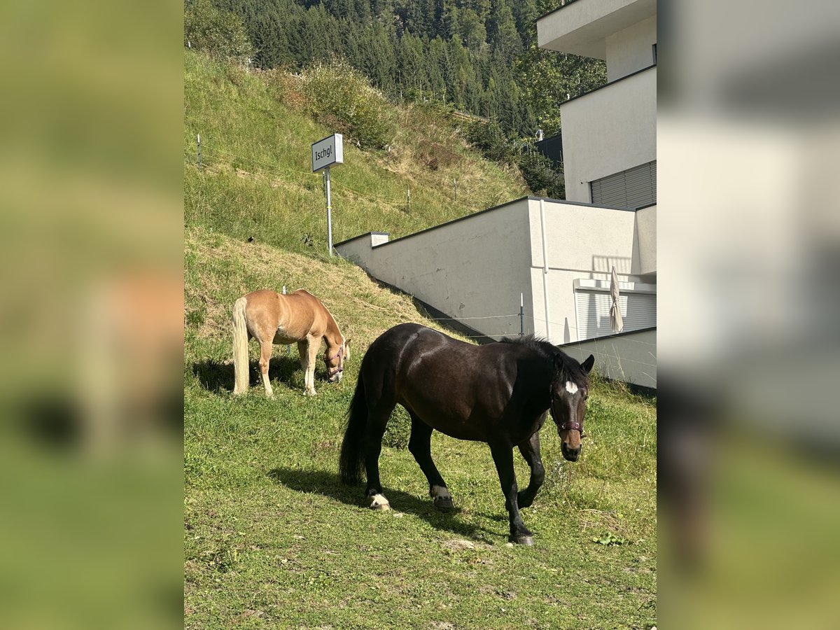 Noriker Mare 5 years 15,2 hh Chestnut in Landeck