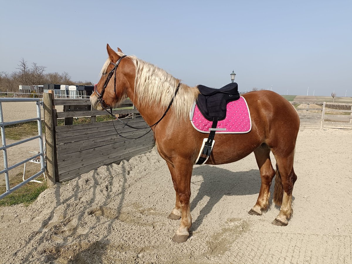 Noriker Mare 5 years 16 hh Chestnut-Red in Apetlon