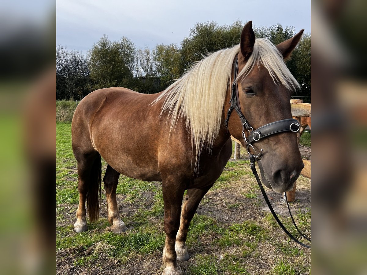 Noriker Mare 5 years 16,1 hh Chestnut in Hasselberg