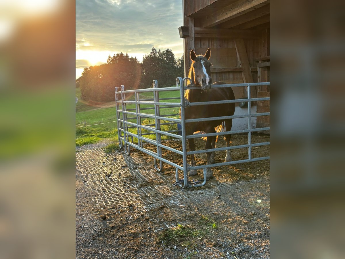 Noriker Mare 5 years 16,2 hh Chestnut-Red in LeithenThalgau
