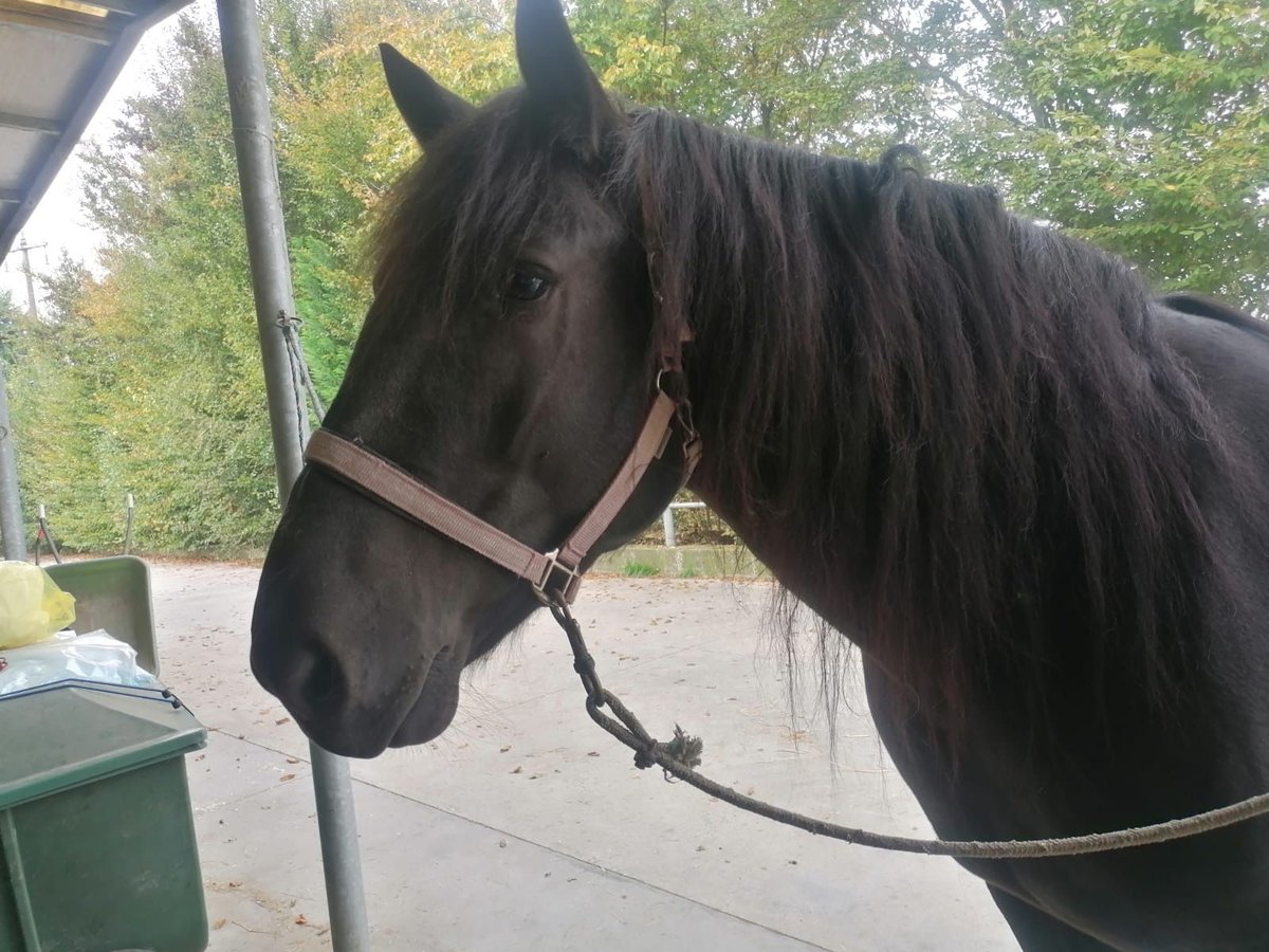 Noriker Mare 5 years Black in Piacenza