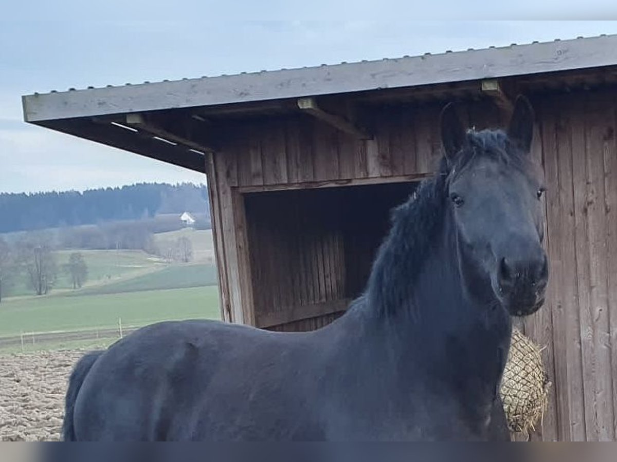 Noriker Mare 6 years 15,3 hh Black in Wain