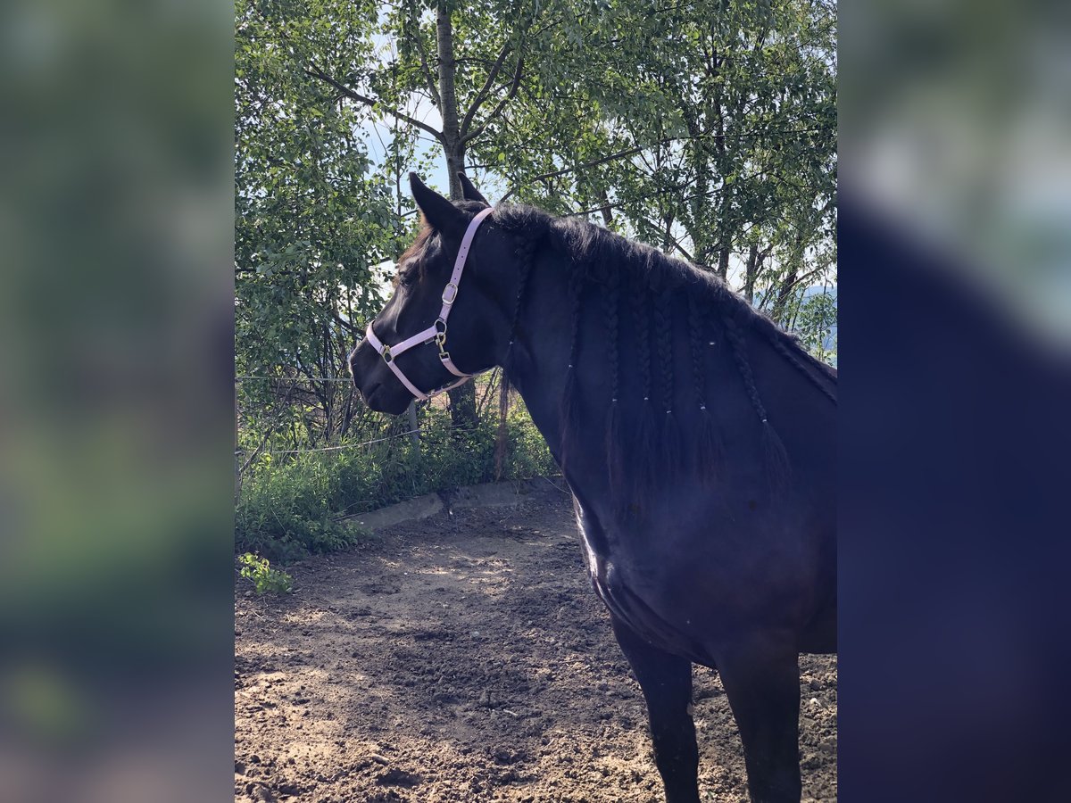 Noriker Mare 6 years 16,1 hh Black in Linz