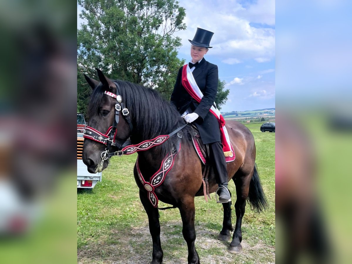 Noriker Mare 6 years 16 hh Black in Ravensburg