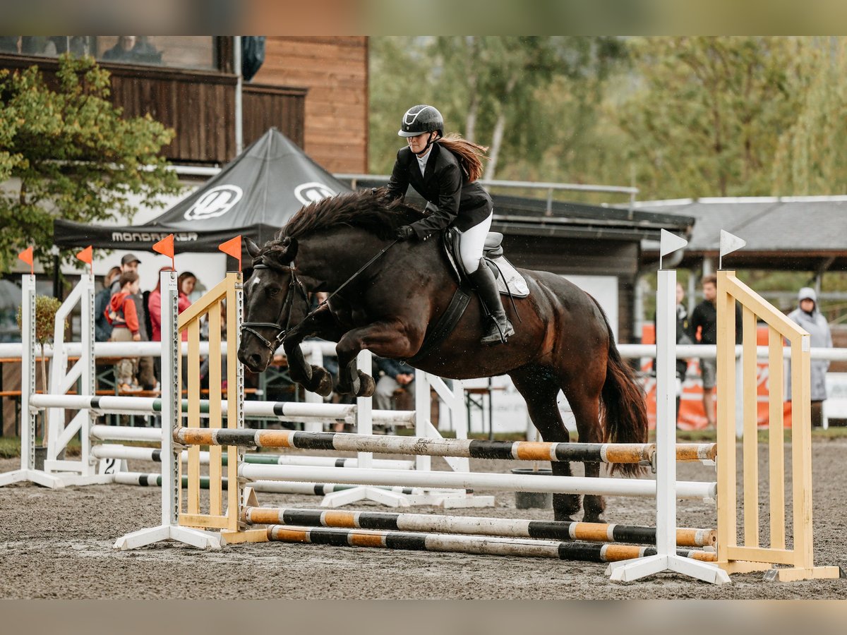 Noriker Mare 6 years 16 hh Black in WiedenBad Hofgastein