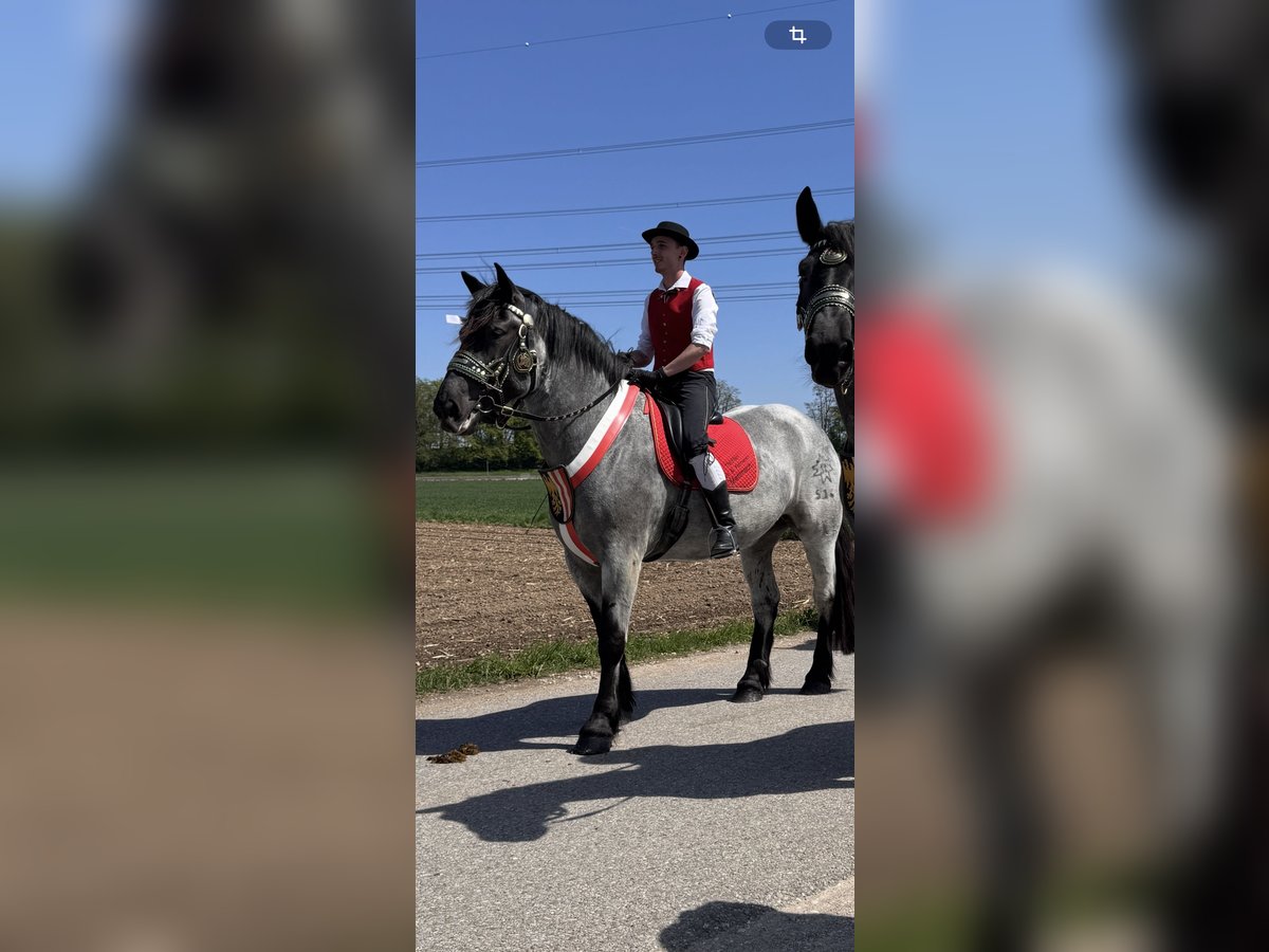 Noriker Mare 6 years 16 hh Grey-Blue-Tan in Braunau am Inn