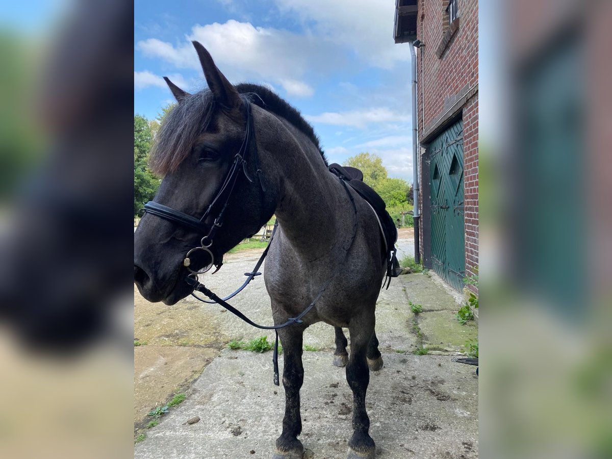 Noriker Mare 6 years 16 hh Roan-Blue in Wadersloh