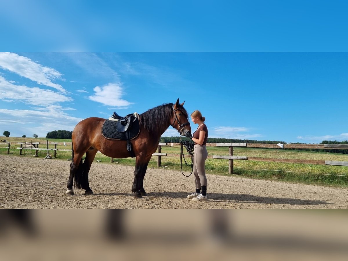 Noriker Mare 7 years 15,3 hh Brown in Arbesbach