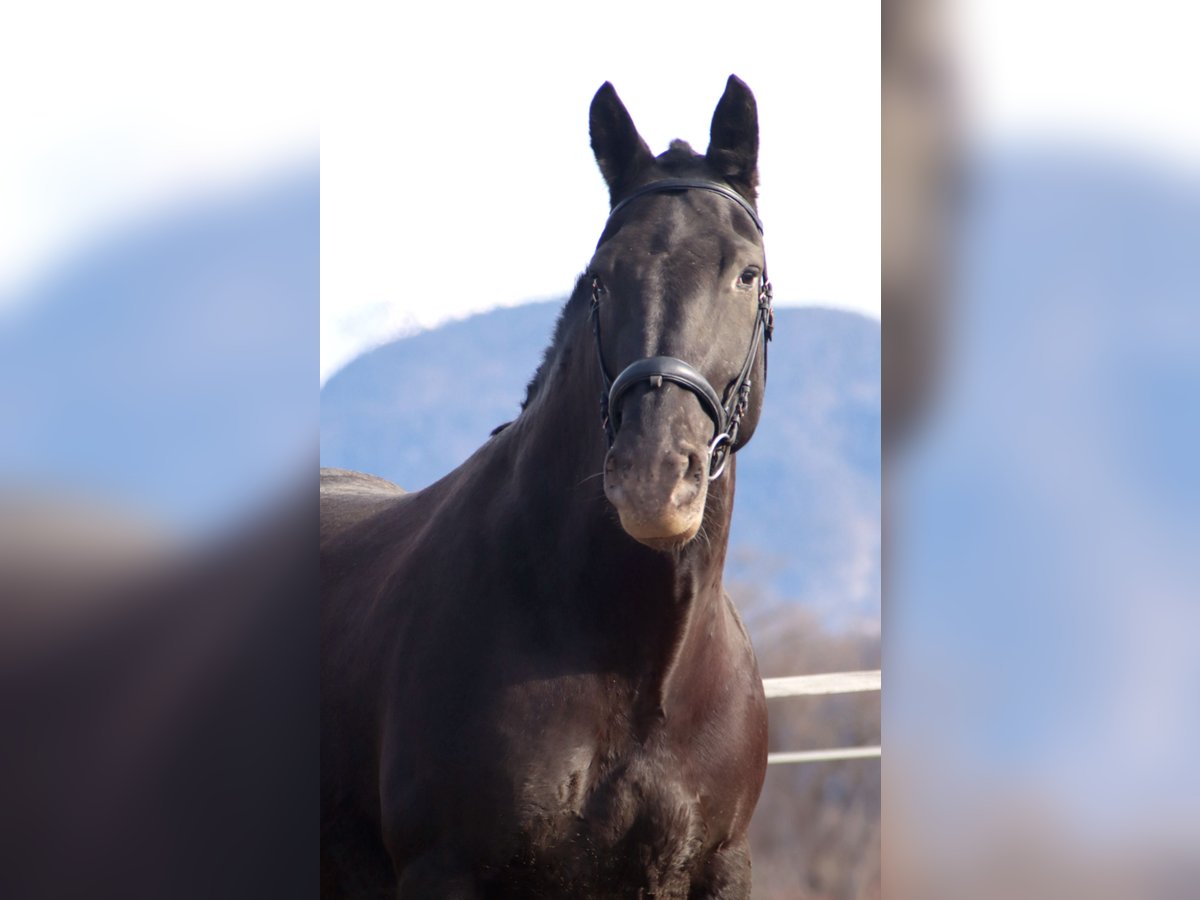 Noriker Mare 7 years 15,3 hh Leopard-Piebald in Kirchbichl