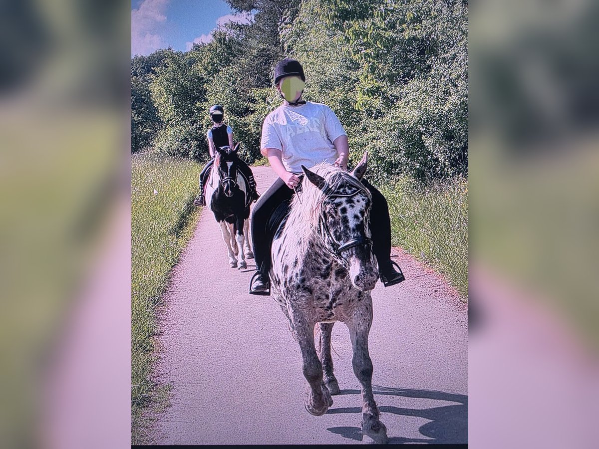 Noriker Mare 7 years 15,2 hh in Mellingen