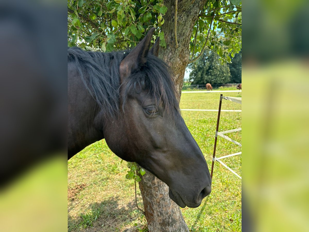 Noriker Mare 7 years 16 hh Black in Wustermark