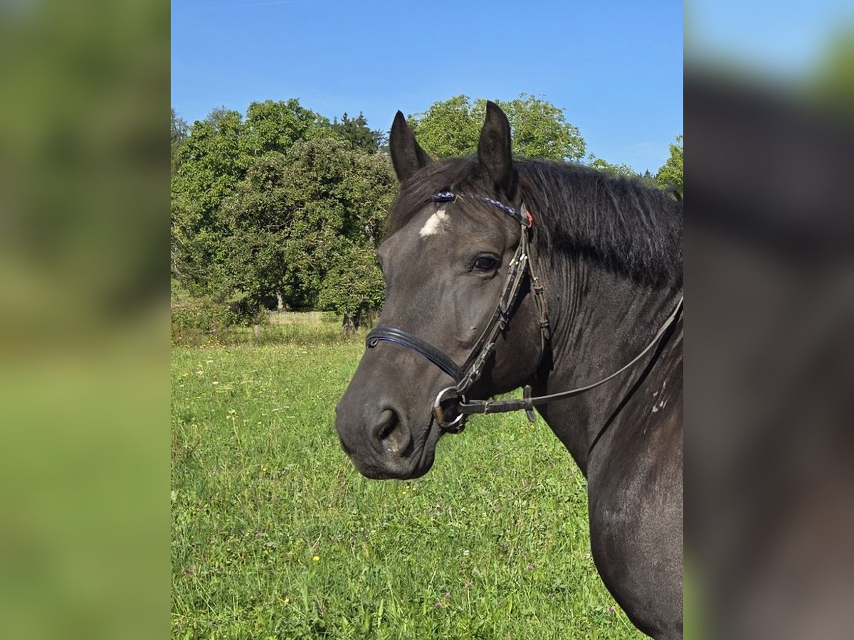 Noriker Mix Mare 8 years 15,1 hh Black in Deggenhausertal