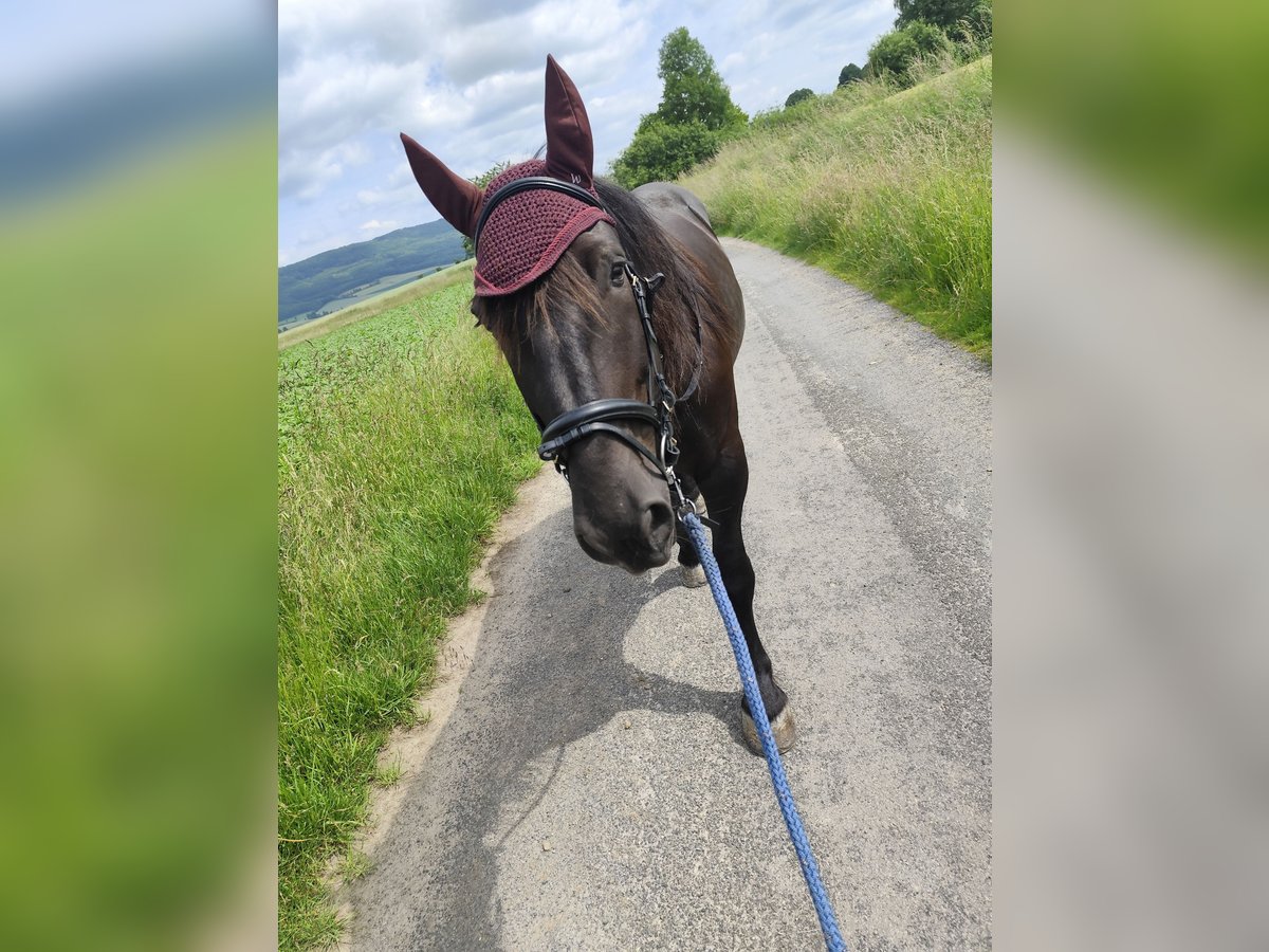 Noriker Mare 8 years 15,2 hh Black in Coppenbr&#xFC;gge