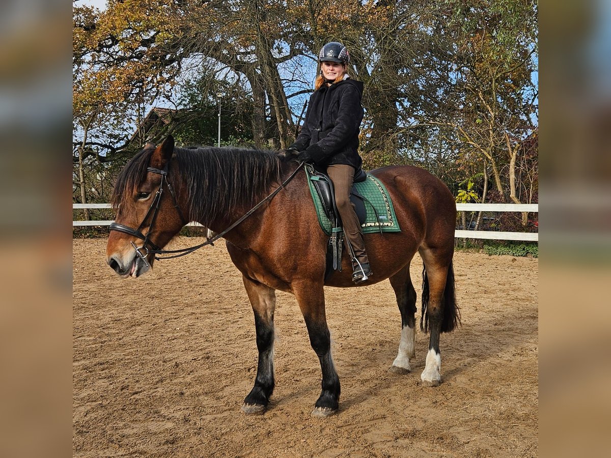 Noriker Mare 9 years 15,2 hh Brown in Gauting Ot Hausen