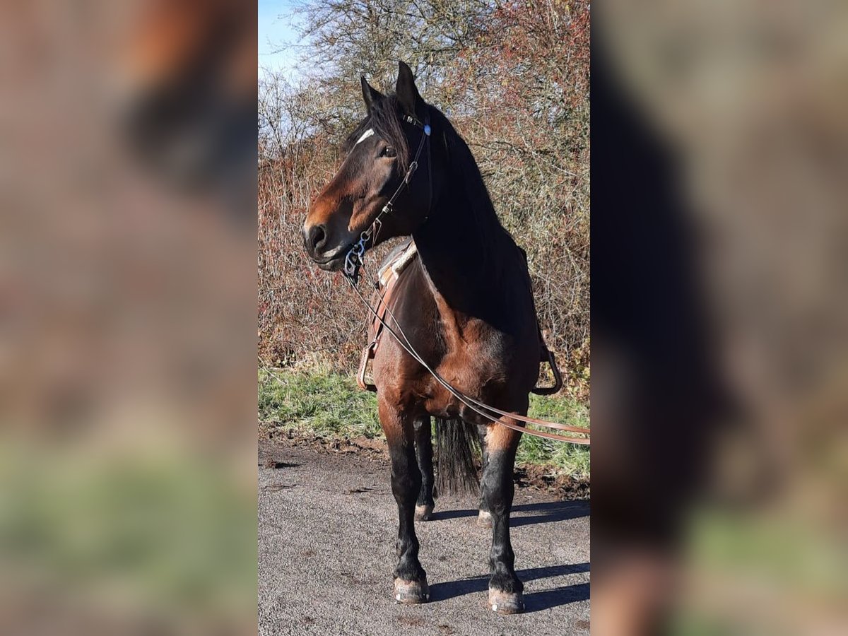 Noriker Mare 9 years 15,3 hh Brown in Witzenhausen