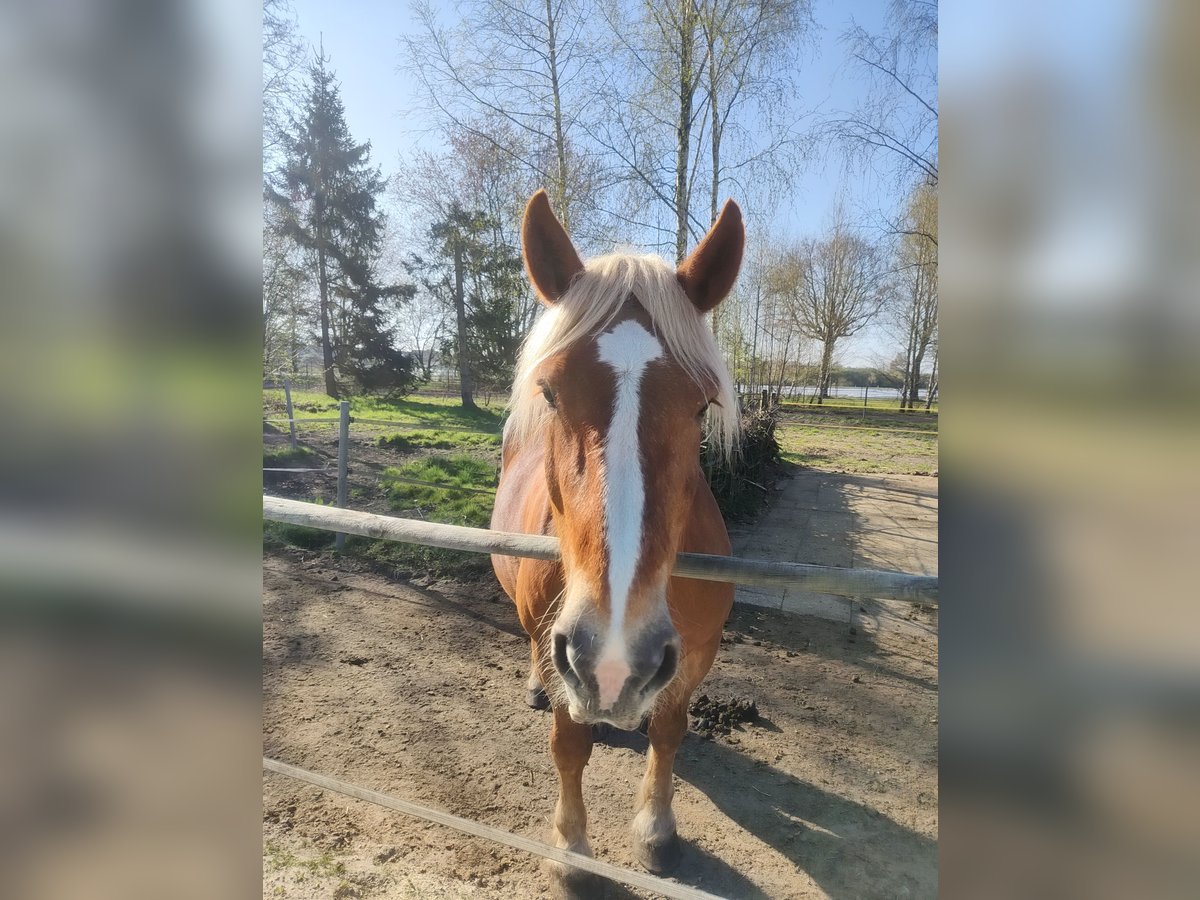 Noriker Mare 9 years 16,1 hh Chestnut-Red in G&#xFC;tersloh