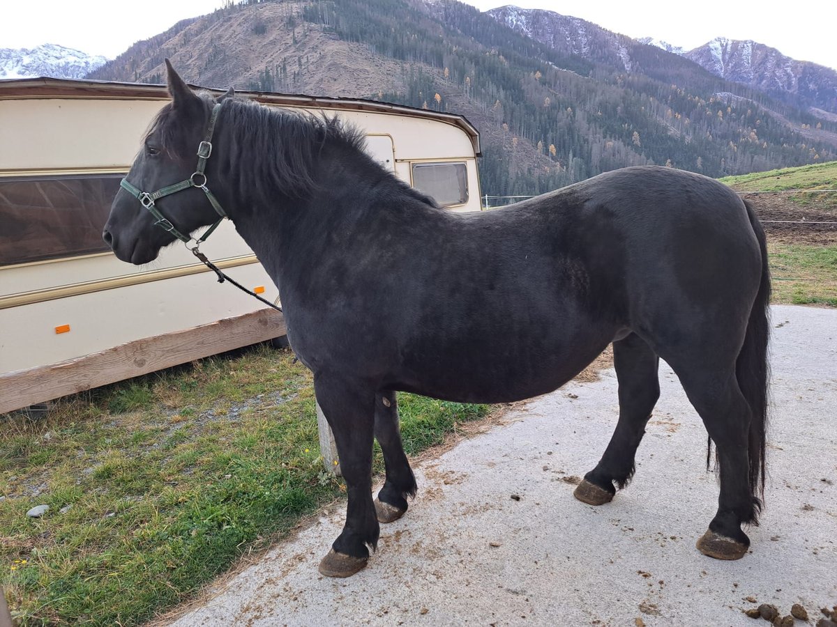 Noriker Mare 9 years in Obertilliach