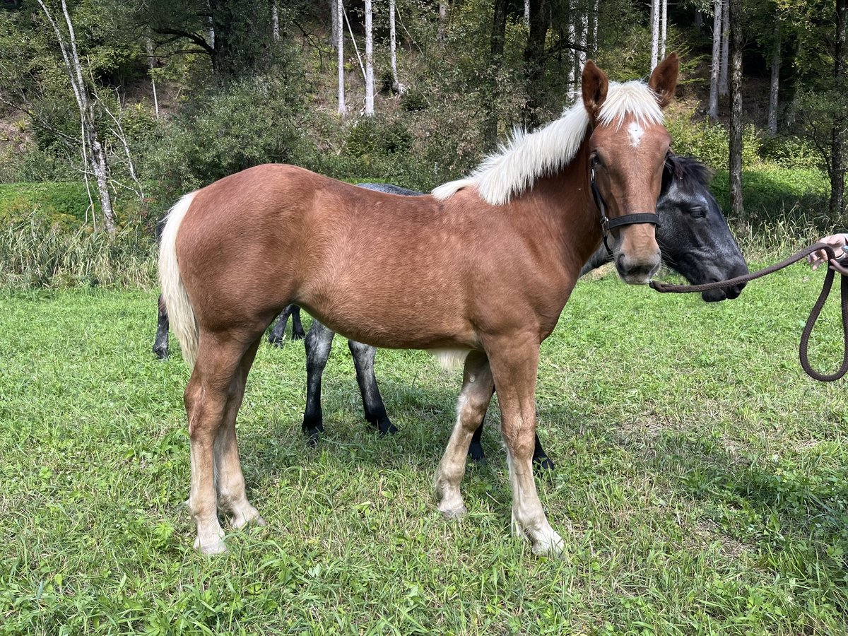 Noriker Mare Foal (04/2025) 15,2 hh Chestnut-Red in Egg/ Hermagor