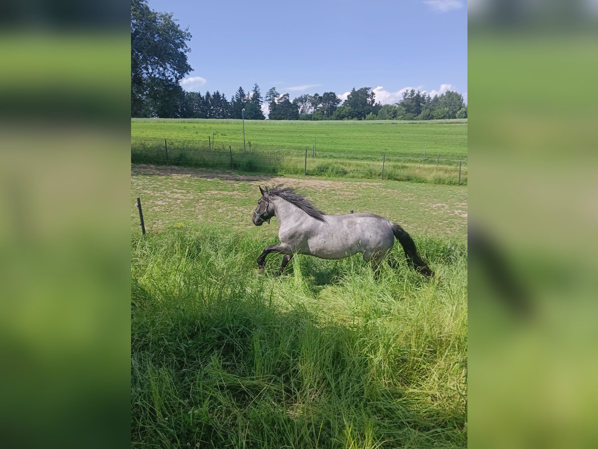 Noriker Mare Foal (04/2025) 16 hh Roan-Blue in Zelking