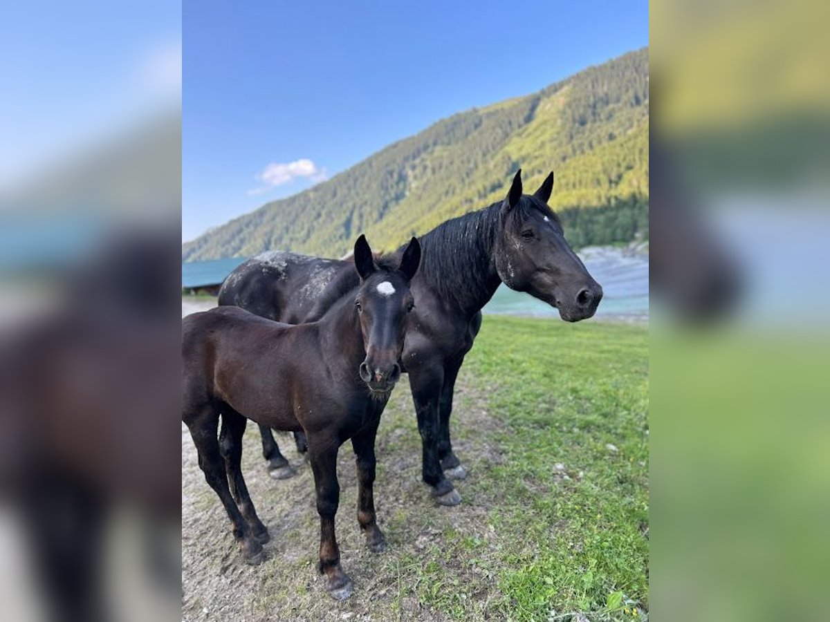 Noriker Mare Foal (03/2025) Bay-Dark in Schwendau
