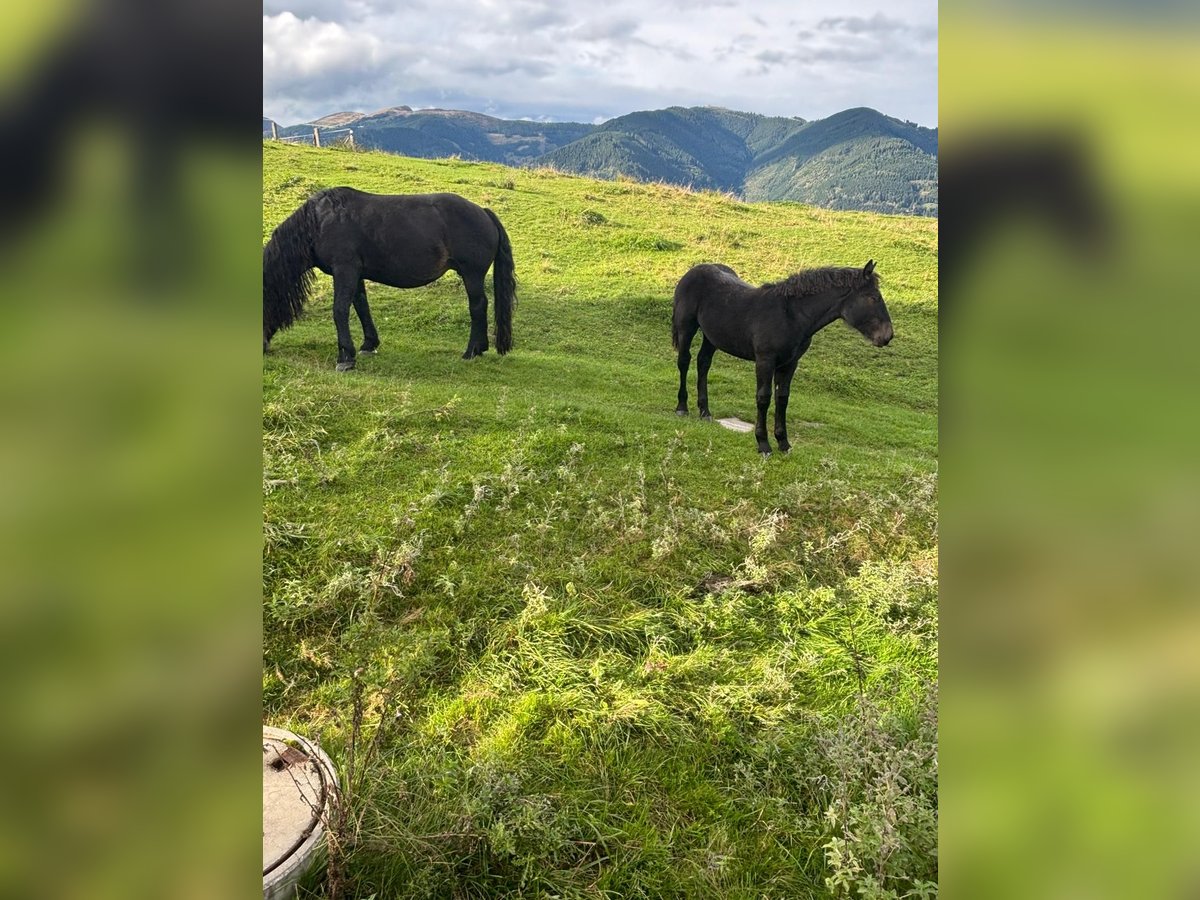 Noriker Mare Foal (05/2025) Black in Kaprun