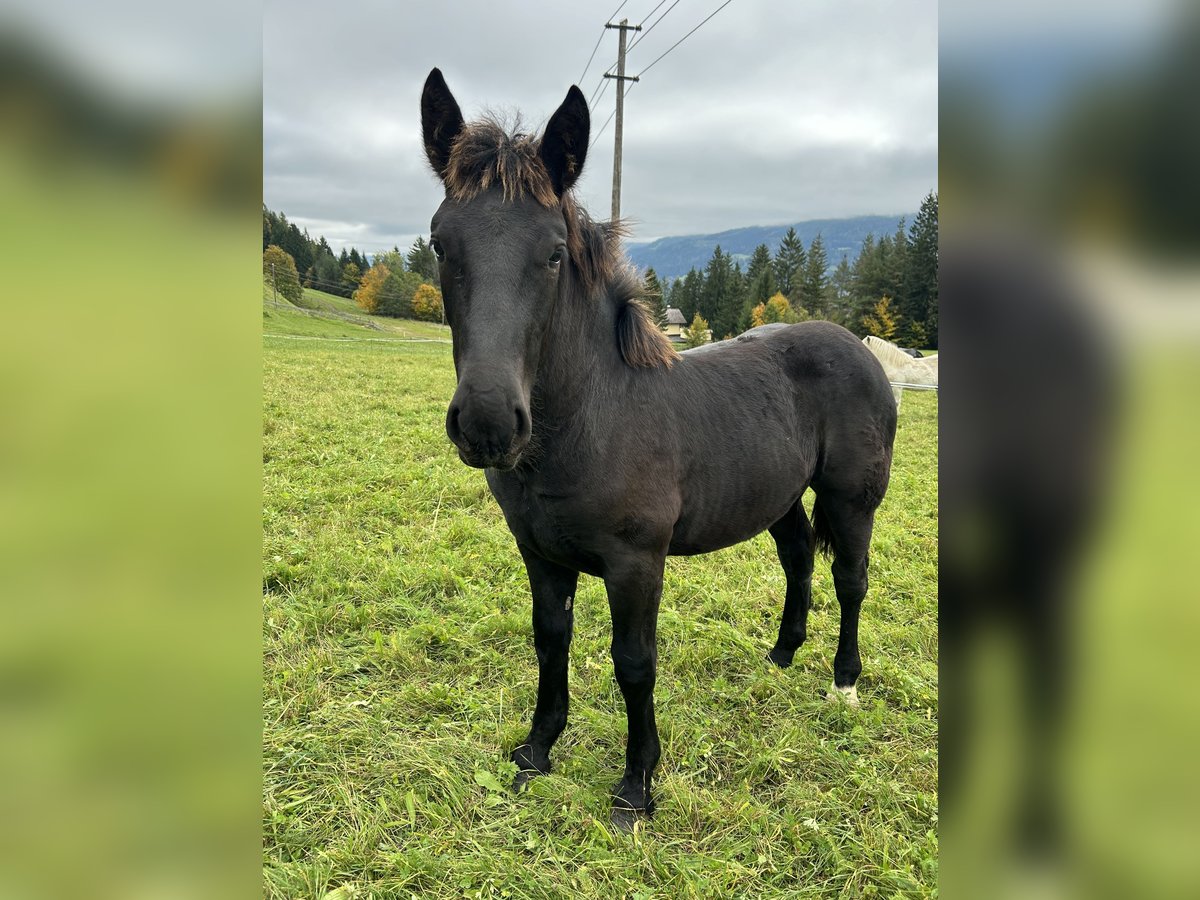 Noriker Mare Foal (04/2025) Black in Schladming