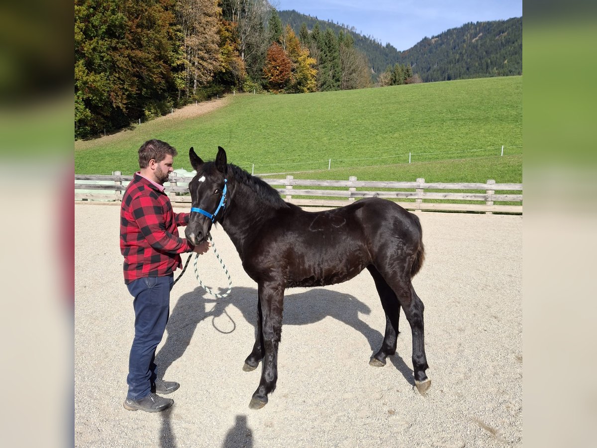 Noriker Mare Foal (03/2025) Black in Werfenweng Noriker Mare Foal (03/2025) Black in Werfenweng