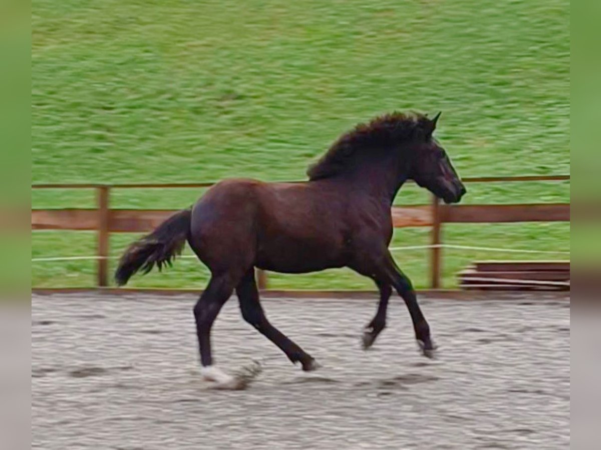 Noriker Mare Foal (02/2025) Black in Kelchsau