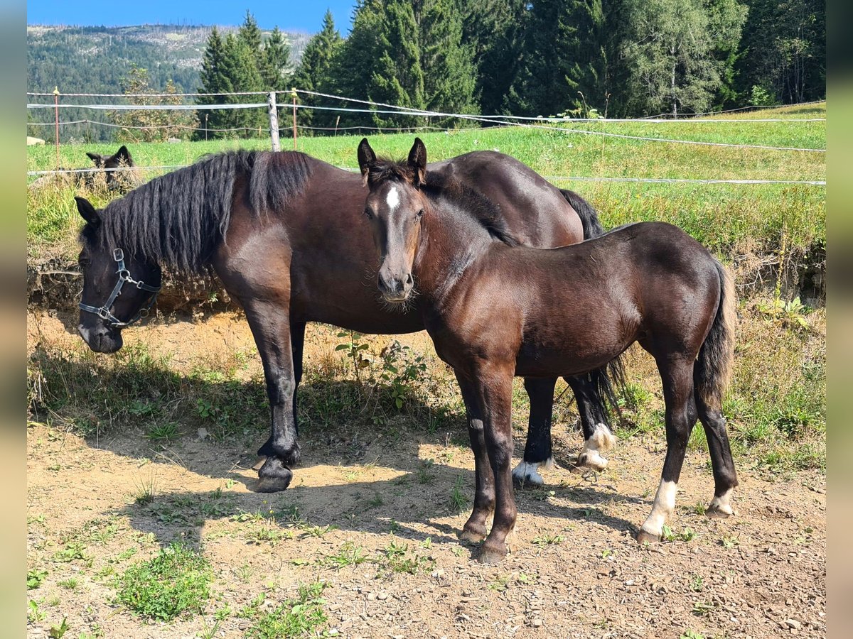 Noriker Mare Foal (01/2024) Black in Schwarzenberg am Böhmerwald