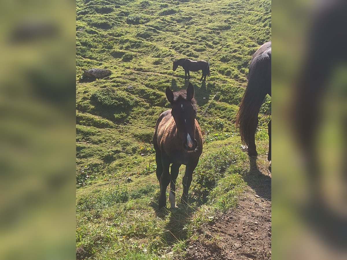 Noriker Mare Foal (04/2025) Black in Taxenbach