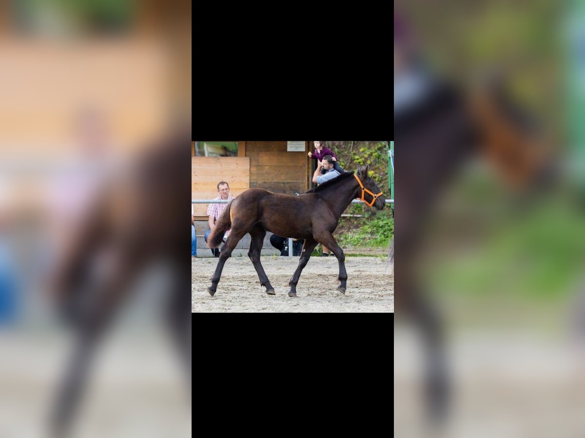 Noriker Mare Foal (02/2025) Black in Gratkorn Noriker Mare Foal (02/2025) Black in Gratkorn
