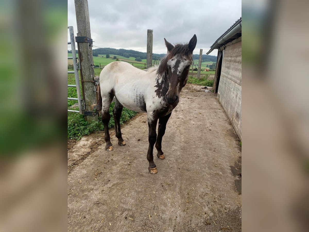 Noriker Mare Foal (02/2025) in Ro&#xDF;bach
