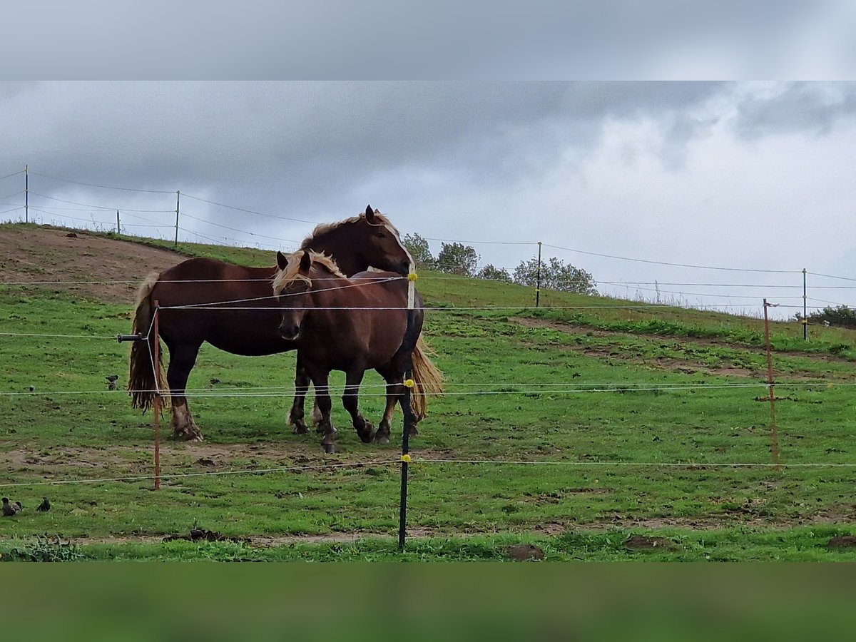 Noriker Merrie 10 Jaar 163 cm Donkere-vos in Schmadebeck