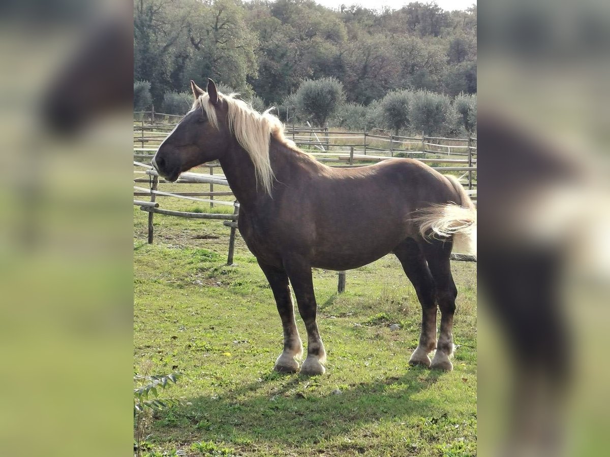 Noriker Merrie 10 Jaar Lichtbruin in Brescia