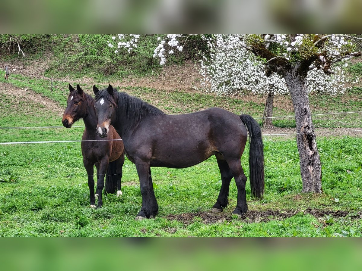 Noriker Merrie 11 Jaar 162 cm Zwartbruin in Roßleithen