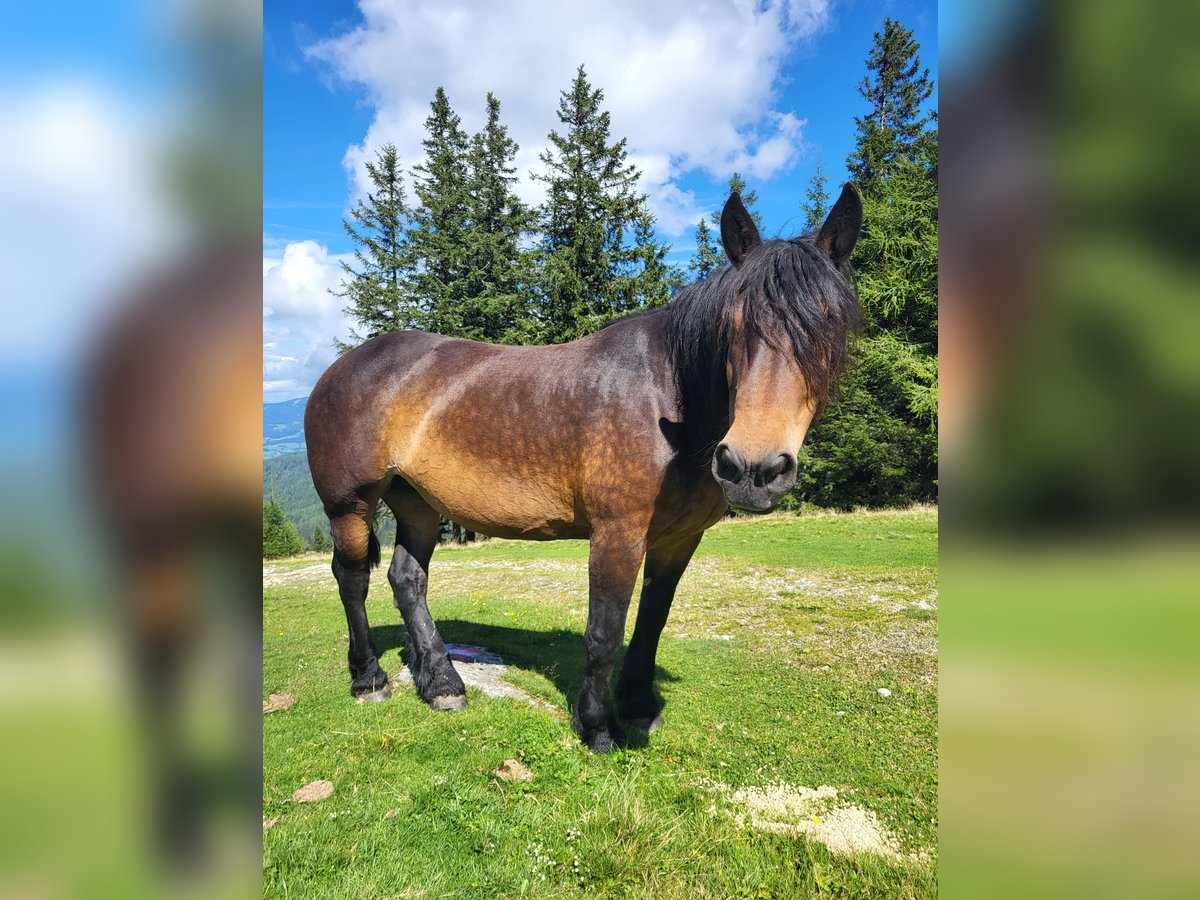 Noriker Merrie 15 Jaar 160 cm Bruin in Reichenfels