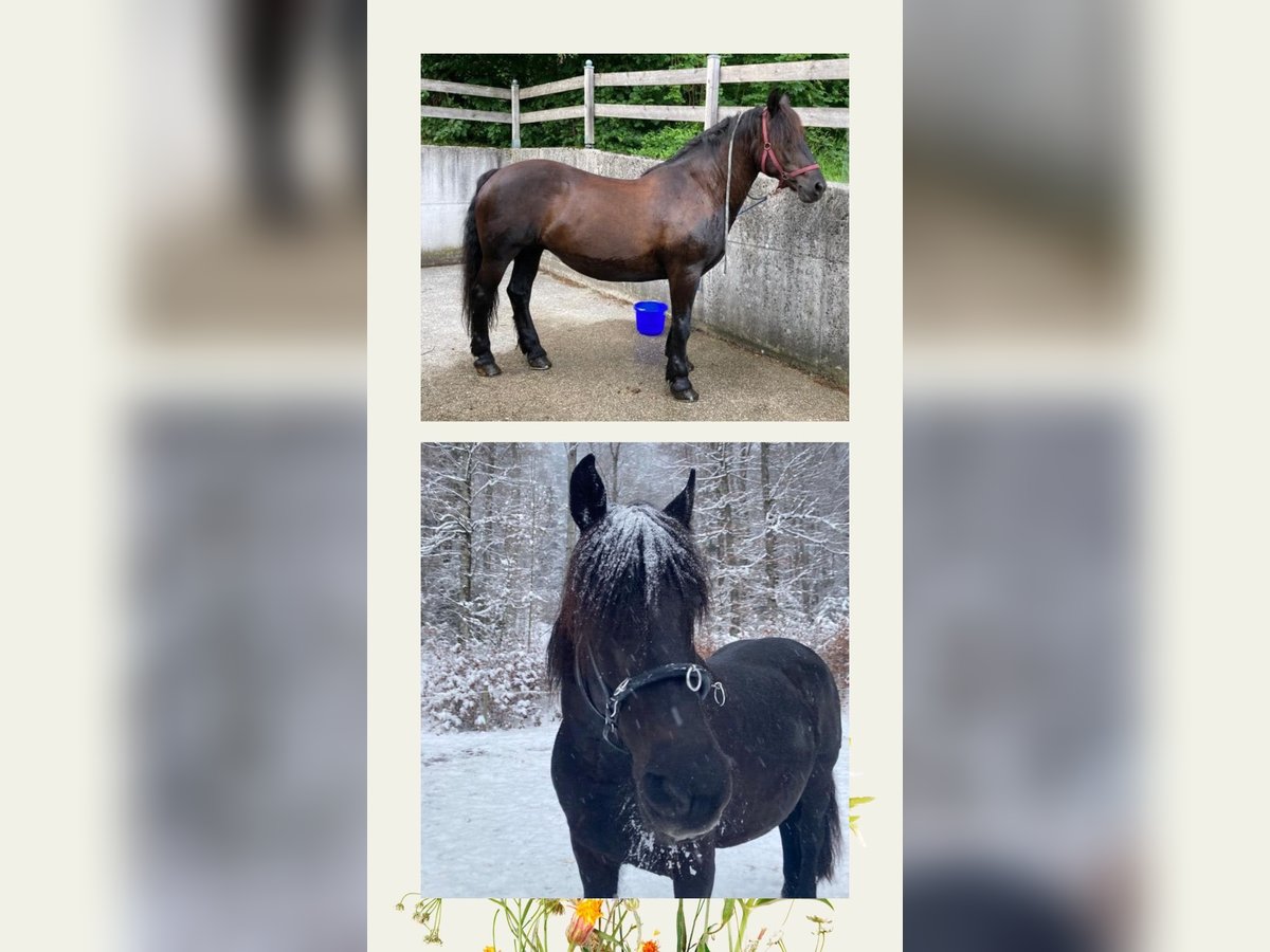 Noriker Merrie 16 Jaar 160 cm Zwart in Bad Ischl