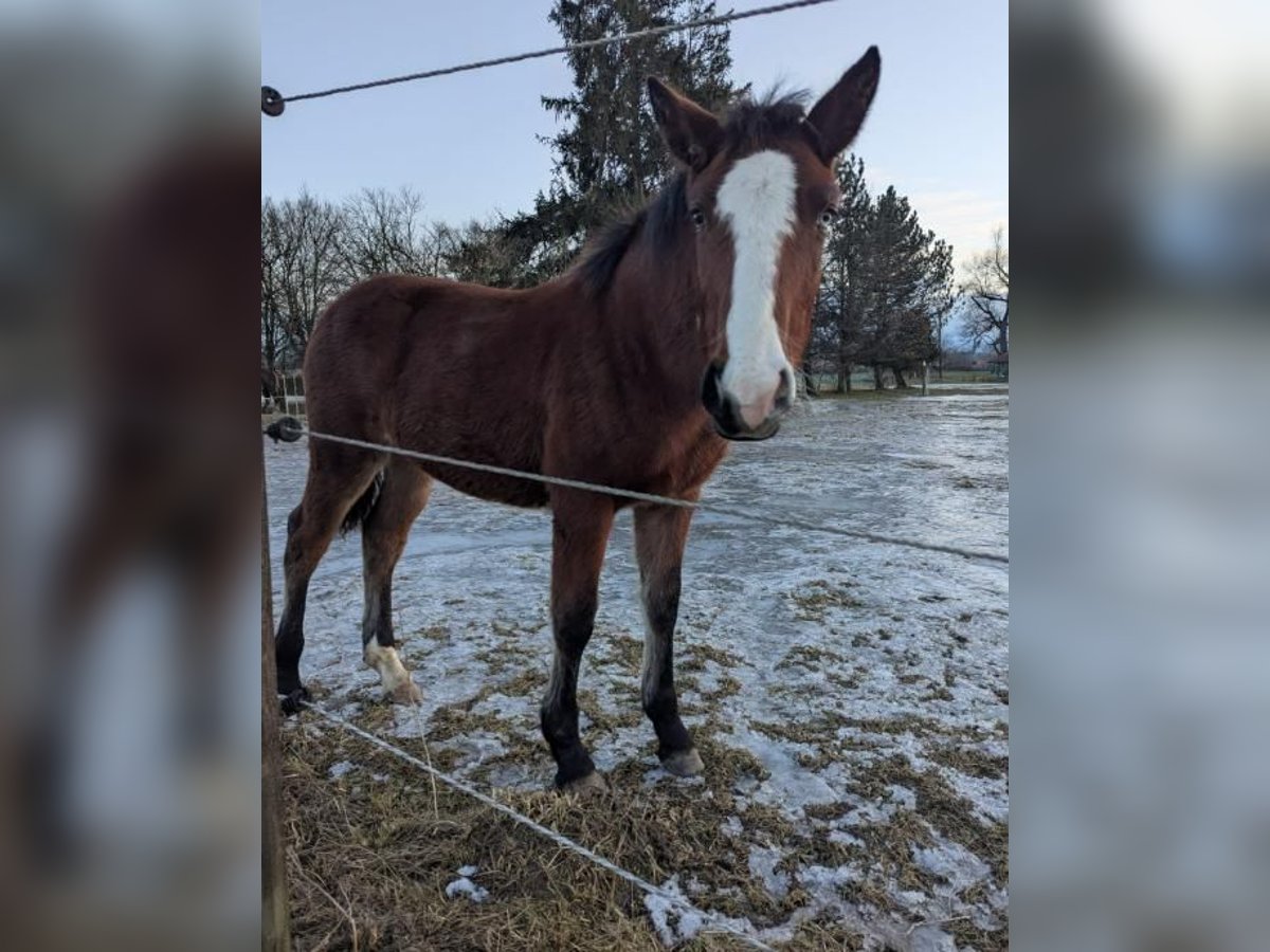 Noriker Mix Merrie 1 Jaar Bruin in Bad Aibling