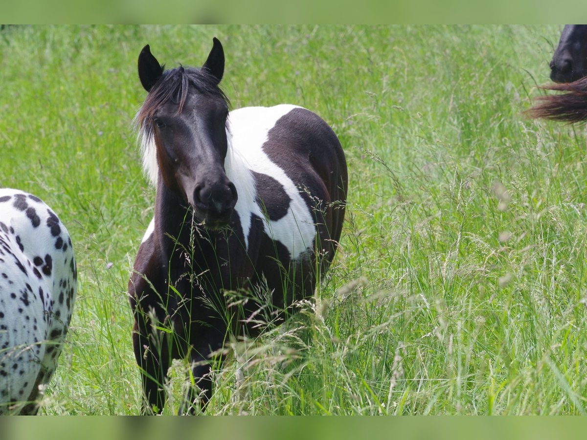 Noriker Merrie 1 Jaar in Küssaberg