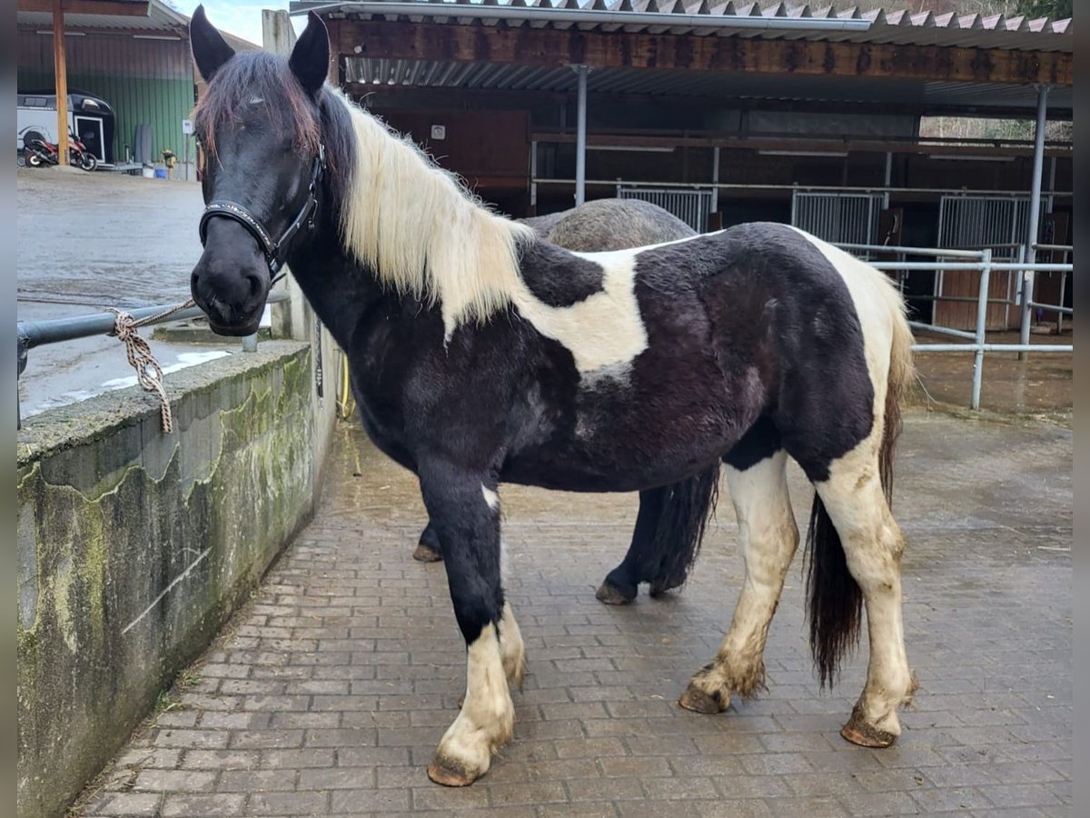 Noriker Merrie 1 Jaar in Küssaberg